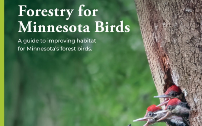 Forestry for Minnesota Birds Conservation Guidebook